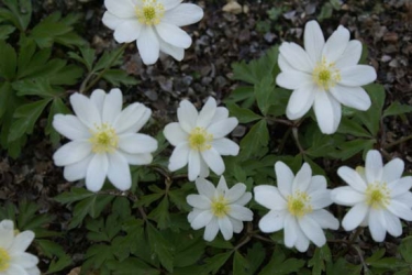 Anemonen Nemerosa Hilda